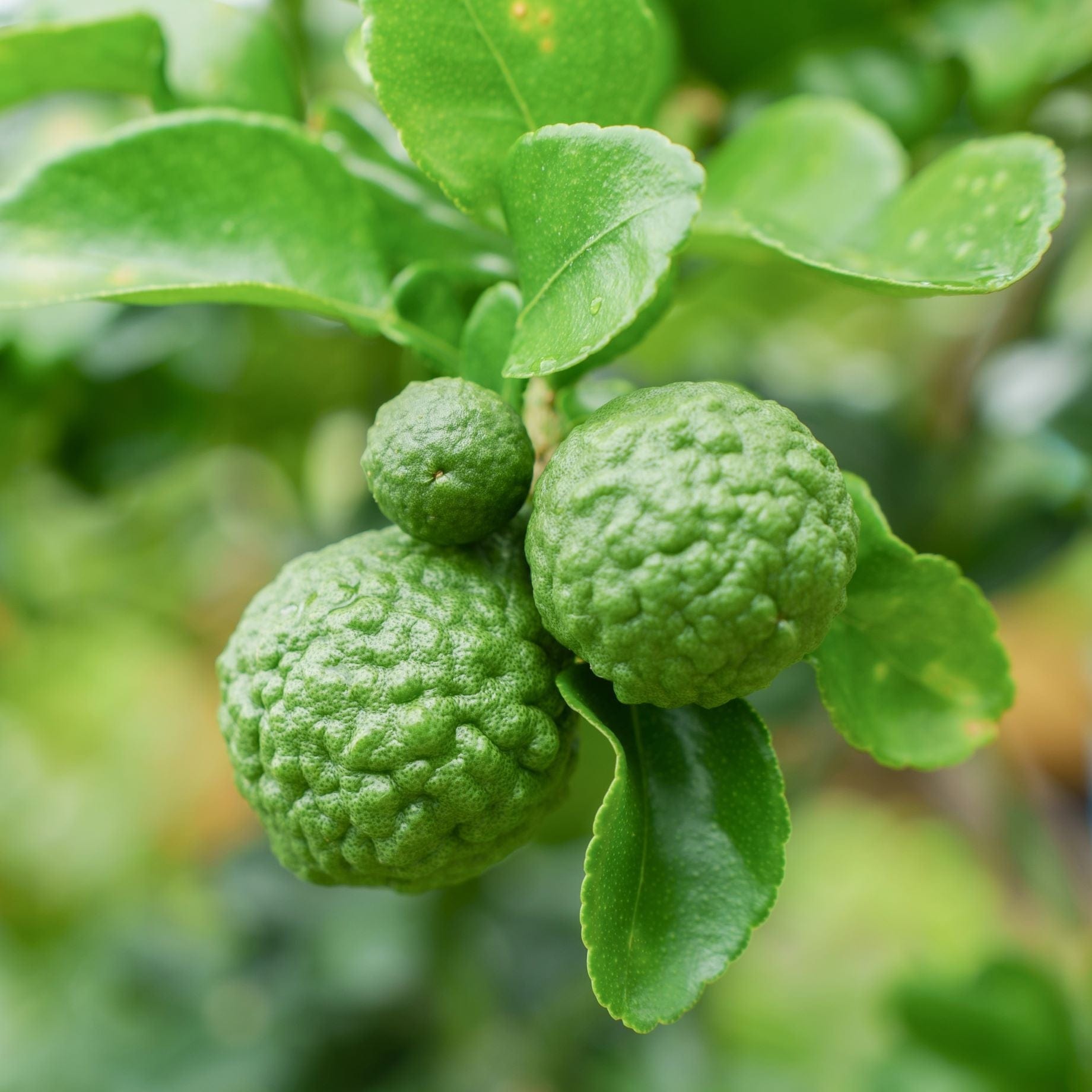 Kaffir Lime Tree | Citrus hystrix