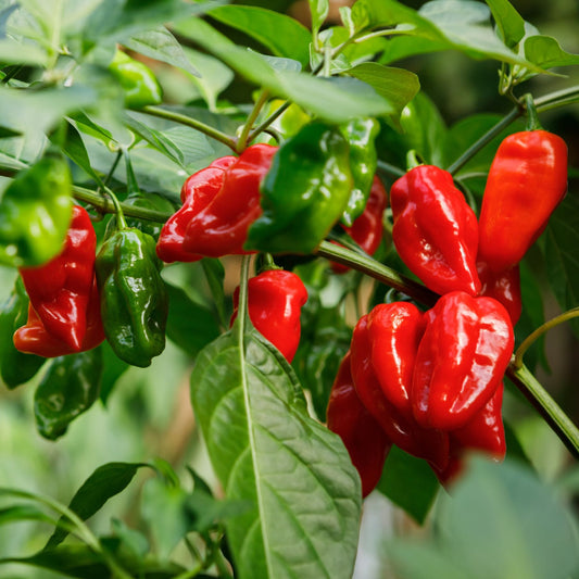 'Habanero Paper Lantern' Chilli Pepper Plant Vegetables