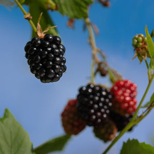 'Columbia Star' Blackberry Plant Soft Fruit