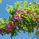 'Pink Cascade' False Acacia Tree | Robinia pseudoacacia Ornamental Trees