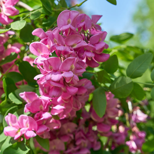 'Pink Cascade' False Acacia Tree | Robinia pseudoacacia Ornamental Trees