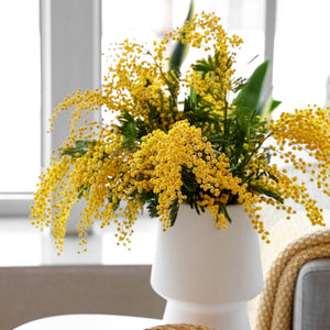 Golden Mimosa Tree | Acacia dealbata Ornamental Trees