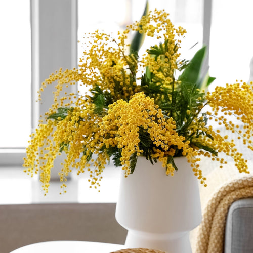 Golden Mimosa Tree | Acacia dealbata Ornamental Trees