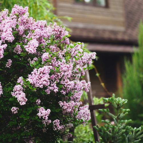 Patio Lilac Tree | Syringa meyeri 'Palibin' Shrubs