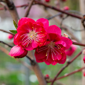 Patio Peach Tree | Prunus persica 'Red Peachy' Trained Fruit Trees
