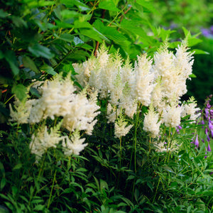 Astilbe White Pond Plants