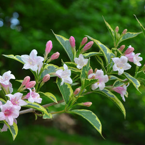 Abelia 'Edward Goucher' Shrubs