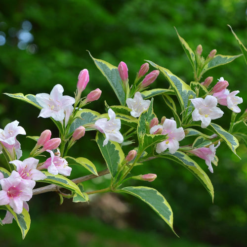 Abelia 'Edward Goucher' Shrubs