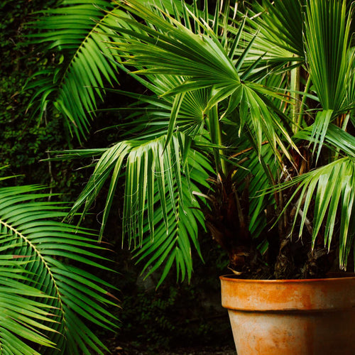 Hardy Windmill Palm | Trachycarpus fortunei Shrubs