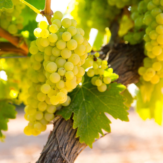 'Chardonnay' Grape Vine Soft Fruit