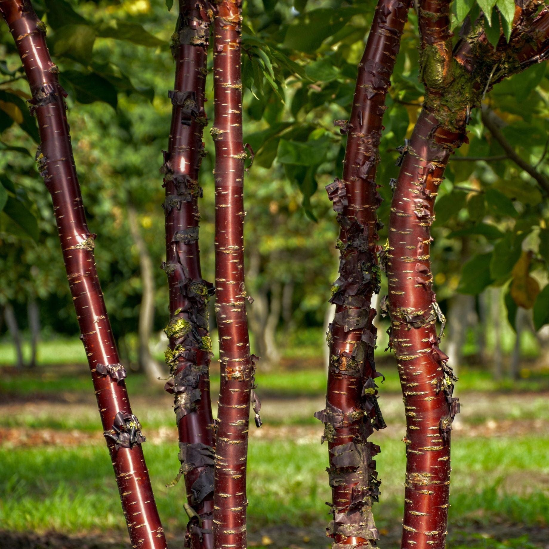 Multi Stem Tibetan Cherry Tree | Prunus serrula