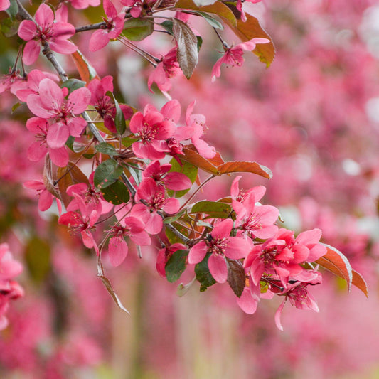 'Scarlett' Crabapple Tree Ornamental Trees
