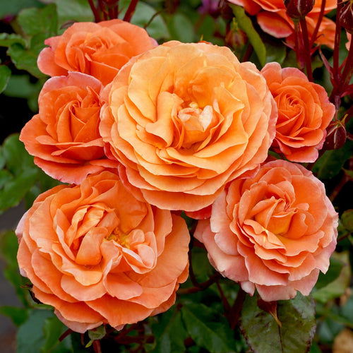 'Phoenix' Floribunda Rose Shrubs