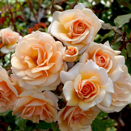 'Sweet Honey' Bush Rose Shrubs