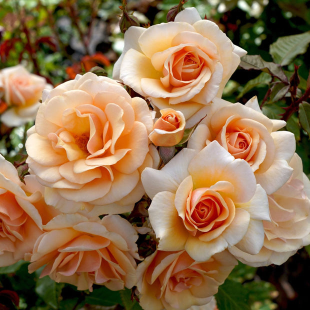 'Sweet Honey' Bush Rose Shrubs
