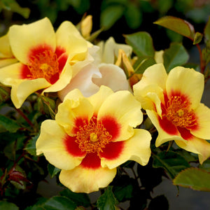 'Eye of the Tiger' Bee Friendly Floribunda Rose Shrubs