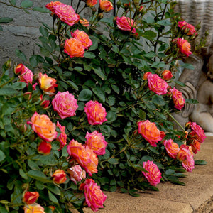'Little Sunset' Patio Shrub Rose Shrubs