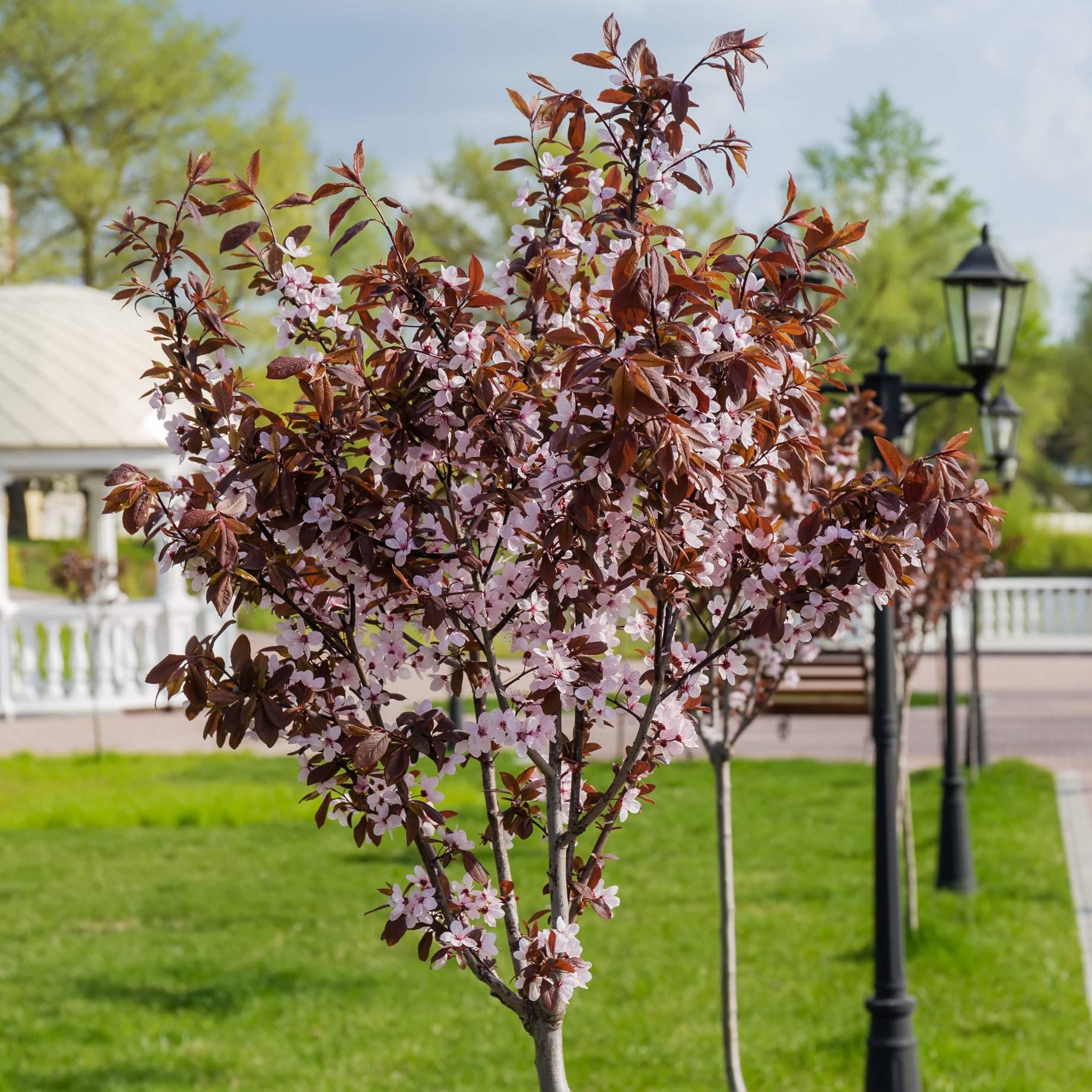 Black Cherry Plum Tree | Prunus cerasifera 'Nigra'