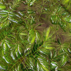 Oxygenating Hornwort Plant | Ceratophyllum demersum Pond Plants