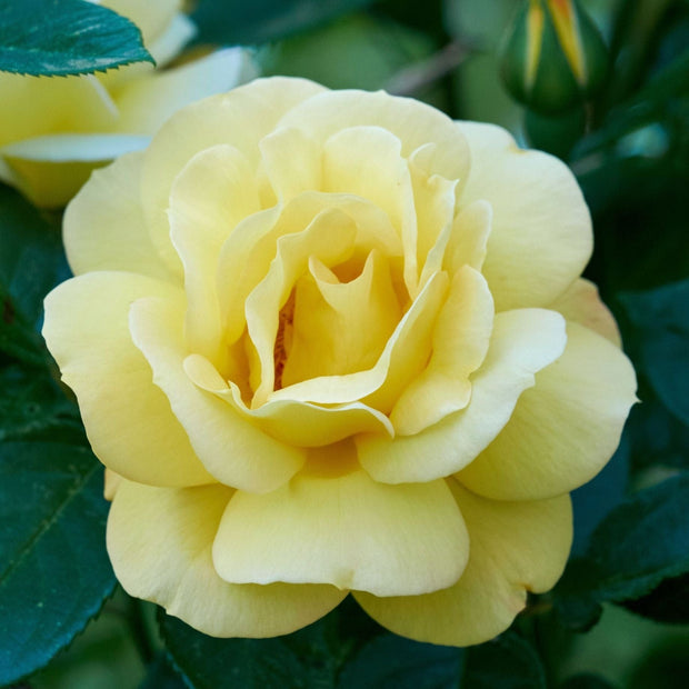 'Arthur Bell' Bush Rose Shrubs