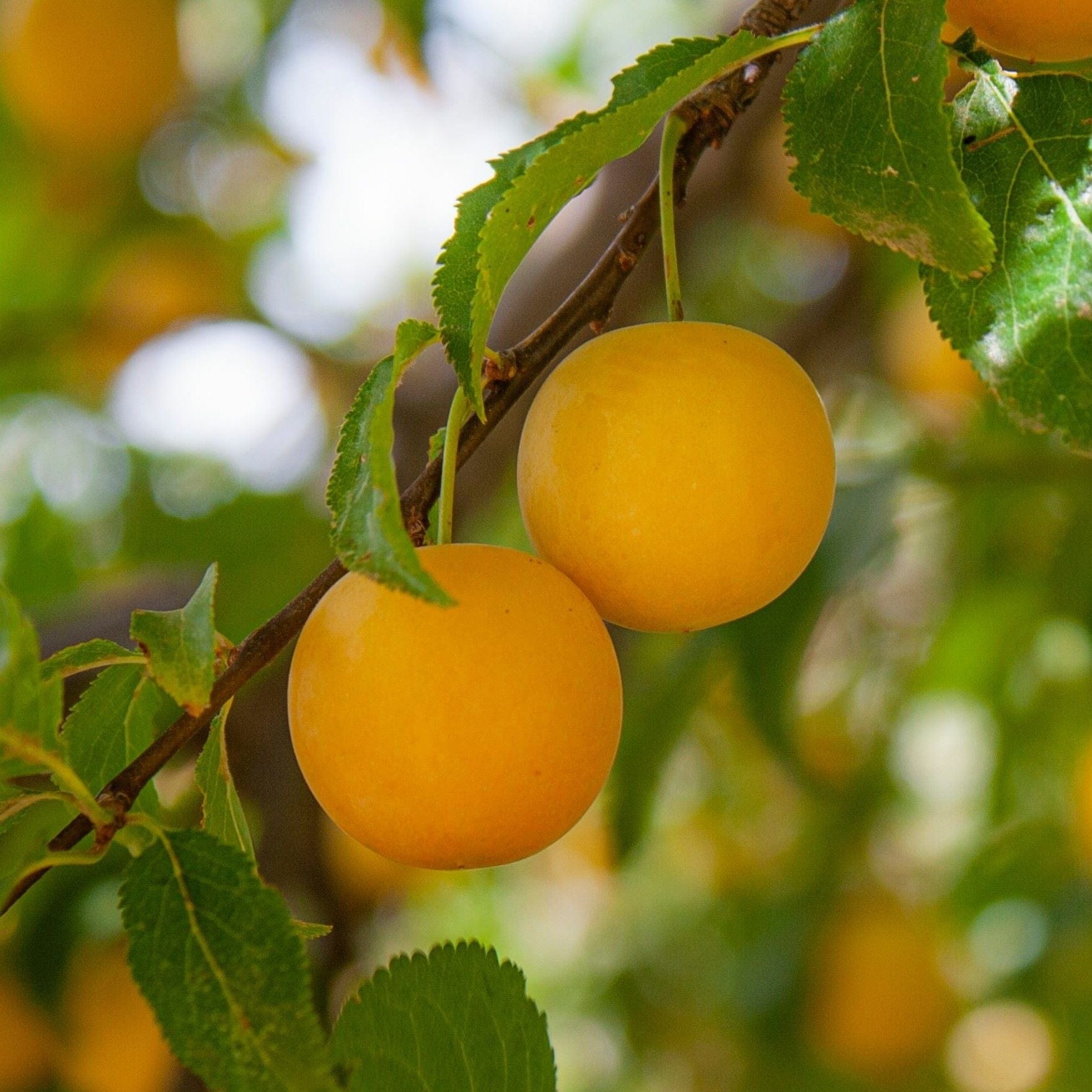 Mirabelle Golden Sphere Plum Tree Roots Plants Mirabelle Golden Sphere Plum Tree Roots Plants
