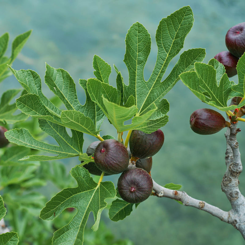 'Madeleine Des Deux Saisons' Fig Tree Mediterranean Fruit Trees