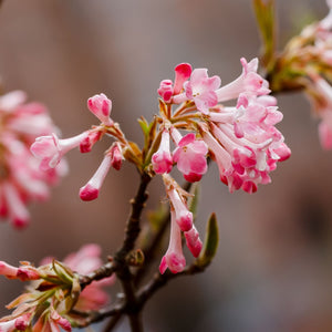Arrowwood | Viburnum x bodnantense 'Dawn' Shrubs
