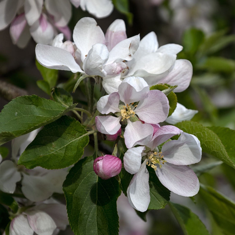 'Falstaff' Apple Tree Fruit Trees