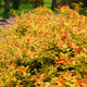 Spiraea japonica 'Firelight' Shrubs