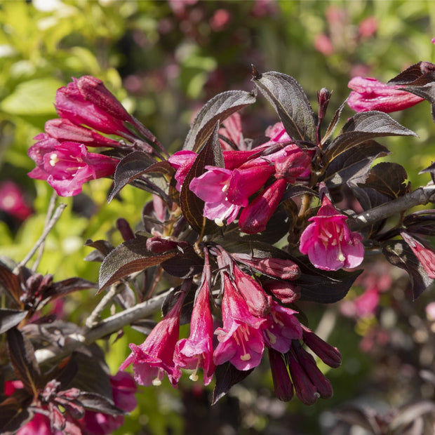 Weigela 'Alexandra'® Shrubs