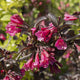 Weigela 'Alexandra'® Shrubs