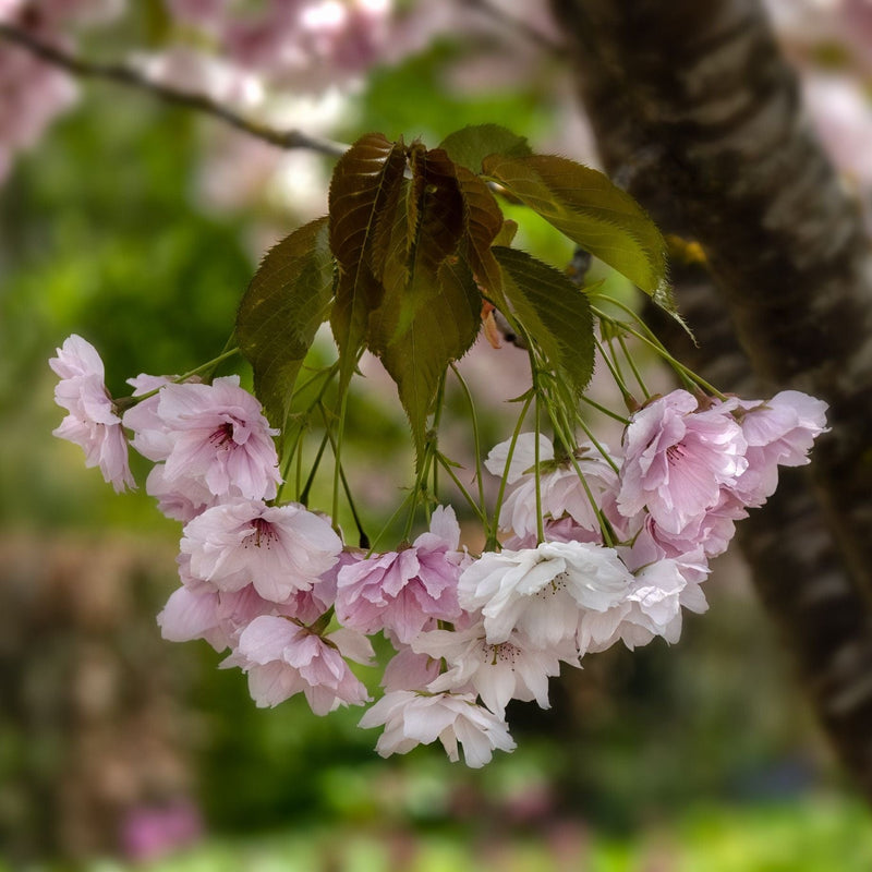 'Fragrant Cloud' Cherry Blossom Tree | Prunus 'Matsumae-shizuka' Ornamental Trees