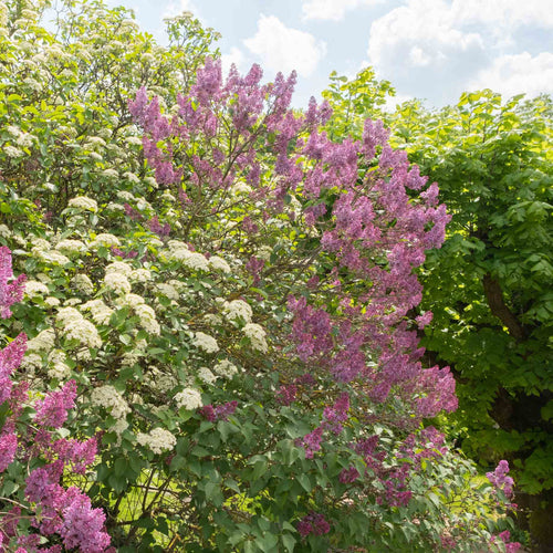 Lilac | Syringa vulgaris 'Andenken an Ludwig Späth' Shrubs
