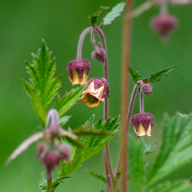 Water Avens | Geum rivale Pond Plants