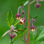 Water Avens | Geum rivale Pond Plants