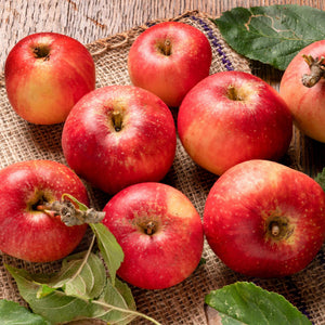 'Red Devil' Apple Tree Fruit Trees
