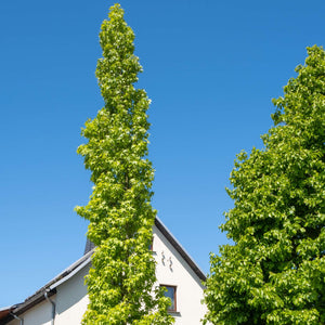 Sweetgum Tree | Liquidambar styraciflua 'Slender Silhouette' Ornamental Trees