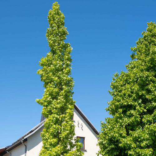 Sweetgum Tree | Liquidambar styraciflua 'Slender Silhouette' Ornamental Trees
