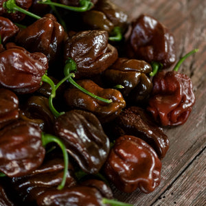 'Habanero Chocolate' Grafted Chilli Pepper Plant Vegetables