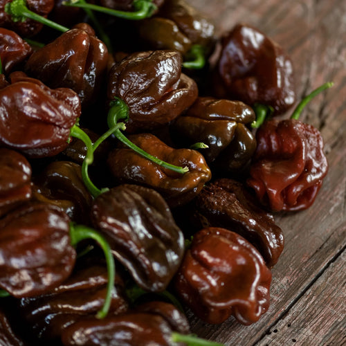 'Habanero Chocolate' Grafted Chilli Pepper Plant Vegetables