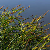Slender-tufted Sedge | Carex acuta Pond Plants