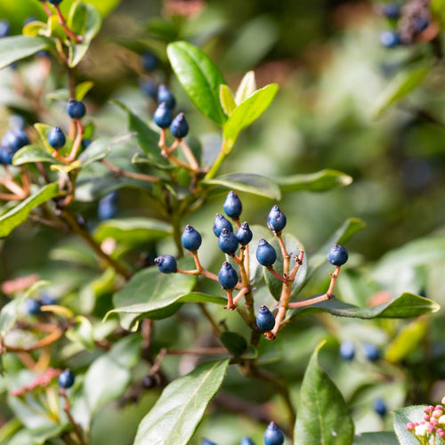 Viburnum tinus 'Eve Price' Shrubs