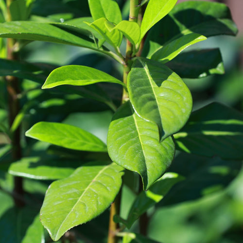 Patio Portuguese Laurel Tree | Prunus lusitanica 'Brenelia'® Ornamental Trees