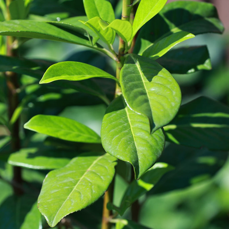 Patio Portuguese Laurel Tree | Prunus lusitanica 'Brenelia'® Ornamental Trees
