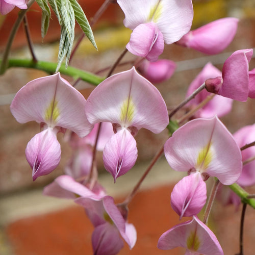 Silky Wisteria | Wisteria brachybotrys 'Showa-beni' Climbing Plants