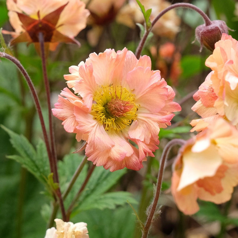 Geum Mai Tai Perennial Bedding