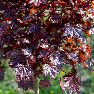 Norway Maple Tree | Acer platanoides 'Royal Red' Ornamental Trees