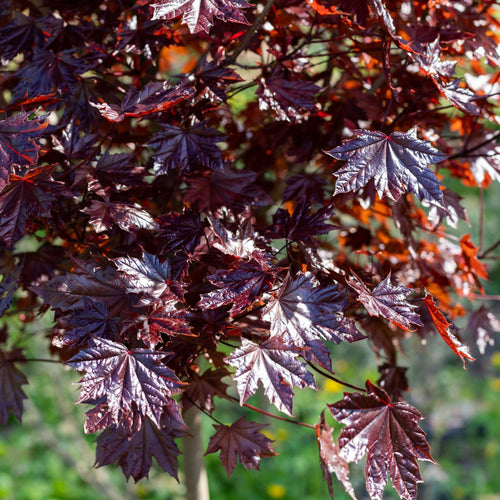 Norway Maple Tree | Acer platanoides 'Royal Red' Ornamental Trees