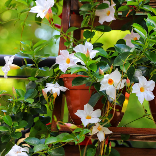 Mandevilla 'Sundaville White' Climbing Plants