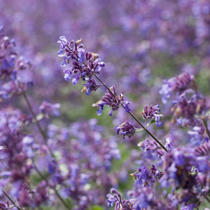 Catmint 'Six Hills Giant' | Nepeta Perennial Bedding